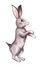 A painted gray hare stands on its hind legs