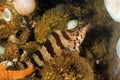 Painted Greenling Royalty Free Stock Photo