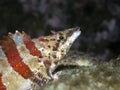 Painted Greenling Royalty Free Stock Photo