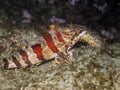 Painted Greenling Royalty Free Stock Photo