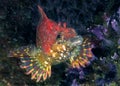 Painted greenling Royalty Free Stock Photo