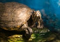 Painted grown turtle chrysemys picta sitting on rock basking in late morning sun in fresh water pond Royalty Free Stock Photo