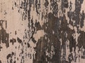 Painted hardwood aged surface. Organic background in a pink brown palette. Wooden texture of a natural tree.