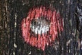 Painted hiking path mark on the tree trunk bark Royalty Free Stock Photo
