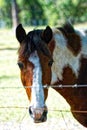 Painted Horse Royalty Free Stock Photo