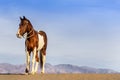 A Painted Horse Roams Through The American Desert Alone