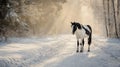 Majestic Piebald Horse Walking in Snowy Winter Forest with Sunrays Royalty Free Stock Photo