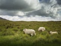 Painted Irish Sheep