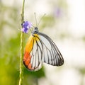 Painted Jezebel Butterfly Royalty Free Stock Photo