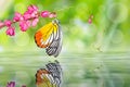 Painted Jezebel butterfly Royalty Free Stock Photo