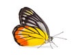 Painted Jezebel butterfly Royalty Free Stock Photo