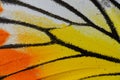 Painted Jezebel Butterfly (Delias hyparete)