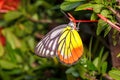 Painted Jezebel Butterfly (Delias hyparete indica) Royalty Free Stock Photo