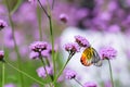 The Painted Jezebel butterfly Delias hyparete on Verbena flower, Beautiful butterfly with colorful wing, image with a soft focus Royalty Free Stock Photo