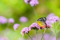 The Painted Jezebel butterfly Delias hyparete on Verbena flower, Beautiful butterfly with colorful wing, image with a soft focus Royalty Free Stock Photo