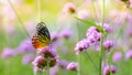 The Painted Jezebel butterfly Delias hyparete on Verbena flower, Beautiful butterfly with colorful wing, image with a soft focus Royalty Free Stock Photo