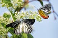 Painted Jezebel butterfly in flight gathering pollen