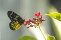 Painted Jezebel butterfly on a flower Royalty Free Stock Photo