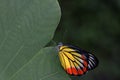 The painted Jezebel butterfly perched on green leaf Royalty Free Stock Photo