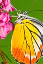 Painted Jezebel butterfly Royalty Free Stock Photo