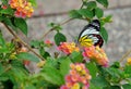 Painted Jezebel butterflyDelias hyparete