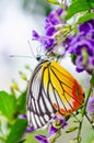 Painted Jezebel colorful butterfly Royalty Free Stock Photo