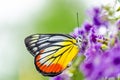 Painted Jezebel colorful butterfly Royalty Free Stock Photo