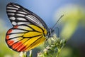 Painted Jezebel colorful butterfly gathering pollen