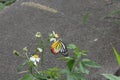 Painted Jezebel on a daisy