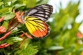 Painted Jezebel (Delias hyparete indica) Butterfly