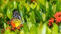 Painted Jezebel (Delias hyparete indica) Butterfly