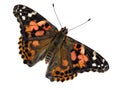 Painted Lady Royalty Free Stock Photo