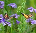 Painted Lady Butterflies Royalty Free Stock Photo