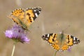 Painted lady butterflies on flowers