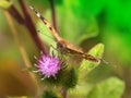 Painted Lady Butterfly