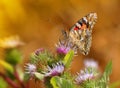 Painted Lady Butterfly Royalty Free Stock Photo