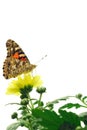Painted Lady Butterfly Royalty Free Stock Photo
