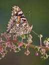 Painted Lady butterfly Royalty Free Stock Photo