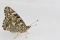 Painted Lady butterfly Royalty Free Stock Photo