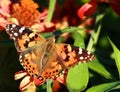 Painted Lady butterfly Royalty Free Stock Photo