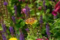 Painted Lady butterfly amongst garden flowers