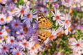 Painted lady butterfly on autumn Aster flower Royalty Free Stock Photo