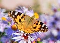 Painted lady butterfly on autumn Aster flower Royalty Free Stock Photo