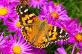 Painted Lady Butterfly on the Autumn Flowers Royalty Free Stock Photo