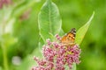 Painted Lady Butterfly on the Autumn Flowers Royalty Free Stock Photo