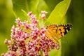 Painted Lady Butterfly on the Autumn Flowers Royalty Free Stock Photo