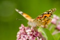 Painted Lady Butterfly on the Autumn Flowers Royalty Free Stock Photo