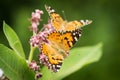 Painted Lady Butterfly on the Autumn Flowers Royalty Free Stock Photo