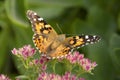 Painted Lady Butterfly Royalty Free Stock Photo