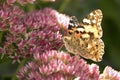 Painted Lady Butterfly Royalty Free Stock Photo